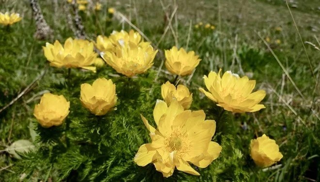 150 Yıldır Beklenen Doğal Mucize Yeniden Giresun'da
