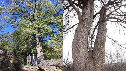 Türkiye'nin En Büyük Fındık Ağaçı Tam 30 metre